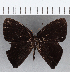  (Euselasia sp. CF219 - CFC15939)  @11 [ ] Copyright (2019) Christer Fahraeus Center For Collection-Based Research