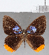  (Euselasia sp. CF209 - CFC16070)  @11 [ ] Copyright (2019) Christer Fahraeus Center For Collection-Based Research