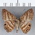  (Alesa sp. CF14 - CFC16098)  @11 [ ] Copyright (2018) Christer Fahraeus Center For Collection-Based Research