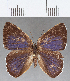  (Euselasia sp. CF213 - CFC16240)  @11 [ ] Copyright (2019) Christer Fahraeus Center For Collection-Based Research