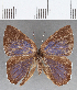  (Euselasia sp. CF186 - CFC16315)  @11 [ ] Copyright (2019) Christer Fahraeus Center For Collection-Based Research