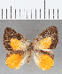  (Euselasia sp. CF191 - CFC16607)  @11 [ ] Copyright (2019) Christer Fahraeus Center For Collection-Based Research