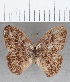  (Euptychia sp. CF13 - CFC16621)  @11 [ ] copyright (2020) Christer Fahraeus Center For Collection-Based Research