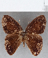  (Euselasia sp. CF212 - CFC16644)  @11 [ ] Copyright (2019) Christer Fahraeus Center For Collection-Based Research