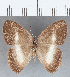  (Euselasia sp. CF184 - CFC16679)  @11 [ ] Copyright (2019) Christer Fahraeus Center For Collection-Based Research