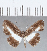 (Nymphidium sp. CF48 - CFC17002)  @11 [ ] Copyright (2019) Christer Fahraeus Center For Collection-Based Research
