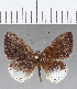  (Calospila sp. CF44 - CFC17015)  @11 [ ] Copyright (2019) Christer Fahraeus Center For Collection-Based Research