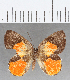  (Euselasia sp. CF204 - CFC17306)  @11 [ ] Copyright (2019) Christer Fahraeus Center For Collection-Based Research