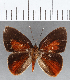  (Euselasia sp. CF206 - CFC17307)  @11 [ ] Copyright (2019) Christer Fahraeus Center For Collection-Based Research