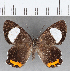  (Euselasia sp. CF208 - CFC17330)  @11 [ ] Copyright (2019) Christer Fahraeus Center For Collection-Based Research