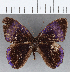  (Euselasia sp. CF177 - CFC17337)  @11 [ ] Copyright (2019) Christer Fahraeus Center For Collection-Based Research