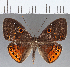  (Eurybia sp. CF113 - CFC17544)  @15 [ ] Copyright (2019) Christer Fahraeus Center For Collection-Based Research