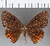  (Eurybia sp. CF112 - CFC17551)  @13 [ ] Copyright (2019) Christer Fahraeus Center For Collection-Based Research