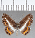  (Nymphidium sp. CF41 - CFC17606)  @11 [ ] Copyright (2019) Christer Fahraeus Center For Collection-Based Research