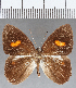  (Euselasia sp. CF202 - CFC17623)  @11 [ ] Copyright (2019) Christer Fahraeus Center For Collection-Based Research