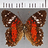  (Anartia sp. CF02 - CFC18010)  @11 [ ] copyright (2021) Center For Collection-Based Research Center For Collection-Based Research