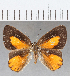  (Euselasia sp. CF236 - CFC18189)  @11 [ ] Copyright (2019) Christer Fahraeus Center For Collection-Based Research