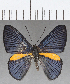  (Necyria sp. CF02 - CFC18537)  @11 [ ] Copyright (2019) Christer Fahraeus Center For Collection-Based Research