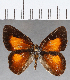  (Euselasia sp. CF216 - CFC18651)  @11 [ ] Copyright (2019) Christer Fahraeus Center For Collection-Based Research