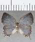  (Iaspis sp. CF04 - CFC18725)  @11 [ ] copyright (2020) Christer Fahraeus Center For Collection-Based Research
