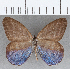  (Chloreuptychia sp. CF15 - CFC19161)  @11 [ ] copyright (2020) Christer Fahraeus Center For Collection-Based Research