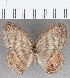  (Euptychia sp. CF19 - CFC19311)  @11 [ ] copyright (2020) Christer Fahraeus Center For Collection-Based Research