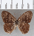  (Euptychia sp. CF11 - CFC19312)  @11 [ ] copyright (2020) Christer Fahraeus Center For Collection-Based Research