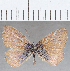  (Leptotes callanga - CFC20805)  @11 [ ] Copyright (2020) Christer Fahraeus Center For Collection-Based Research