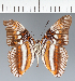  (Adelpha seriphia - CFC21292)  @11 [ ] copyright (2023) Center For Collection-Based Research Center For Collection-Based Research