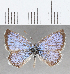  (Hemiargus martha - CFC21631)  @11 [ ] Copyright (2020) Christer Fahraeus Center For Collection-Based Research