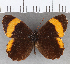  (Panyapedaliodes phila pilla - CFC22278)  @11 [ ] copyright (2020) Christer Fahraeus Center For Collection-Based Research