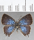  (Erora sp. CF6 - CFC22351)  @11 [ ] Copyright (2019) Christer Fahraeus Center For Collection-Based Research