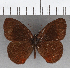  (Manerebia zoippus - CFC22457)  @11 [ ] copyright (2020) Christer Fahraeus Center For Collection-Based Research