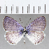  (Leptotes sp. CF11 - CFC22544)  @11 [ ] Copyright (2020) Christer Fahraeus Center For Collection-Based Research