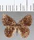  (Euselasia sp. CF130 - CFC02291)  @11 [ ] Copyright (2019) Christer Fahraeus Center For Collection-Based Research