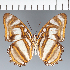  (Metamorpha sp. CF01 - CFC23335)  @11 [ ] copyright (2023) Center For Collection-Based Research Center For Collection-Based Research