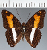  (Adelpha sp. CF29 - CFC23343)  @11 [ ] copyright (2023) Center For Collection-Based Research Center For Collection-Based Research