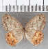  (Euptychia sp. CF18 - CFC23392)  @11 [ ] copyright (2020) Christer Fahraeus Center For Collection-Based Research