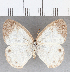  (Euptychia sp. CF25 - CFC23393)  @11 [ ] copyright (2020) Christer Fahraeus Center For Collection-Based Research