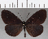  (Altinote tenebrosa - CFC23647)  @11 [ ] Copyright (2019) Christer Fahraeus Center For Collection-Based Research