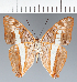  (Adelpha sp. CF13 - CFC24101)  @11 [ ] copyright (2023) Center For Collection-Based Research Center For Collection-Based Research