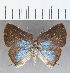  (Porthecla sp. CF02 - CFC24742)  @11 [ ] Copyright (2020) Christer Fahraeus Center For Collection-Based Research