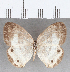  (Euptychia sp. CF03 - CFC24933)  @11 [ ] copyright (2020) Christer Fahraeus Center For Collection-Based Research