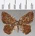  (Euselasia sp. CF238 - CFC25223)  @11 [ ] Copyright (2019) Christer Fahraeus Center For Collection-Based Research