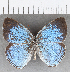  (Caeruleuptychia sp. CF08 - CFC25247)  @11 [ ] copyright (2020) Christer Fahraeus Center For Collection-Based Research