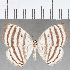  (Leucochimona sp. CF05 - CFC25438)  @11 [ ] Copyright (2019) Christer Fahraeus Center For Collection-Based Research