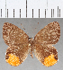  (Euselasia sp. CF239 - CFC25441)  @11 [ ] Copyright (2019) Christer Fahraeus Center For Collection-Based Research