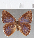  (Euselasia sp. CF240 - CFC25461)  @11 [ ] Copyright (2019) Christer Fahraeus Center For Collection-Based Research