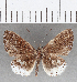  (Calospila sp. CF52 - CFC25908)  @11 [ ] Copyright (2019) Christer Fahraeus Center For Collection-Based Research