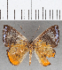  (Calospila sp. CF49 - CFC25912)  @11 [ ] Copyright (2019) Christer Fahraeus Center For Collection-Based Research